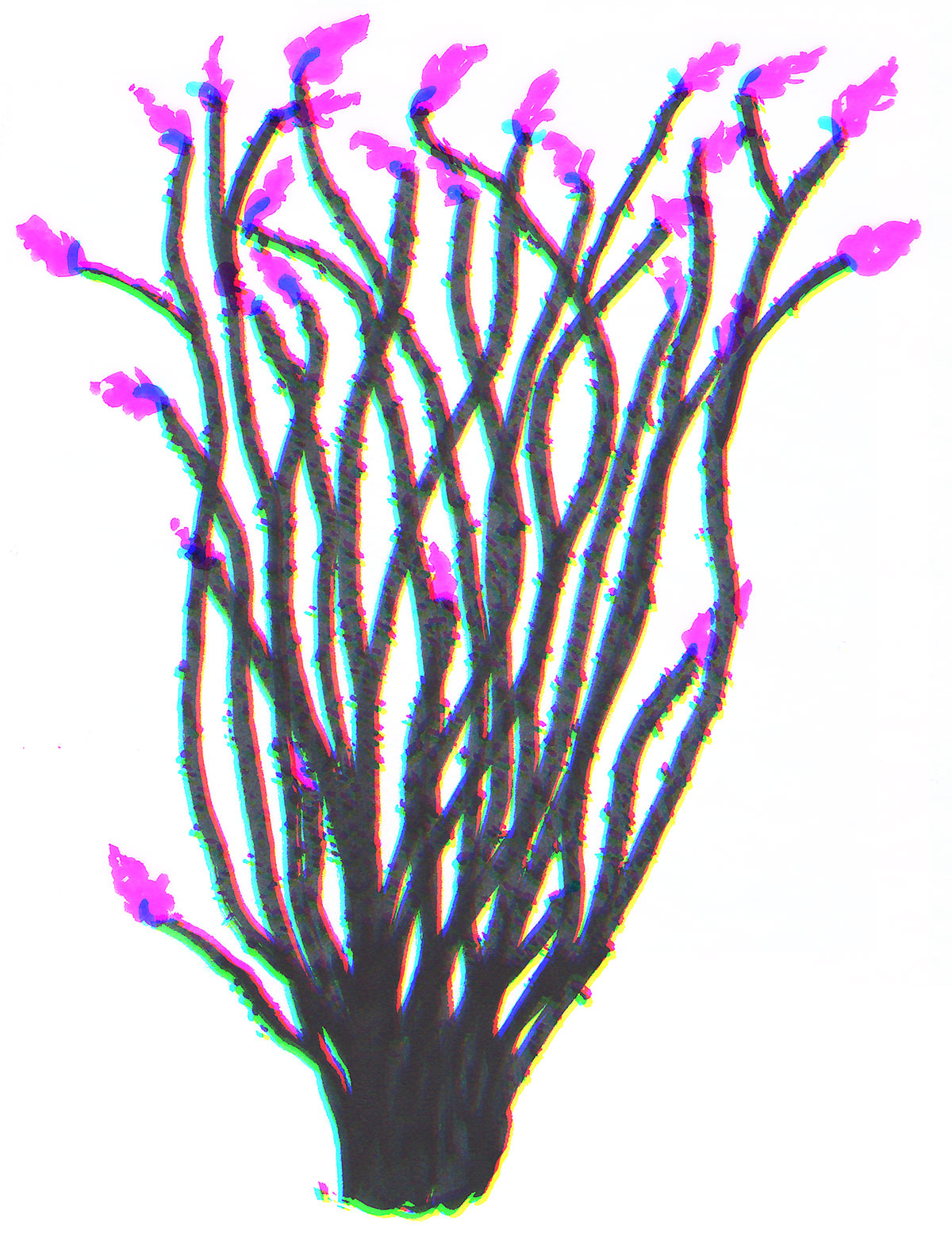 illustration of an ocotillo plant